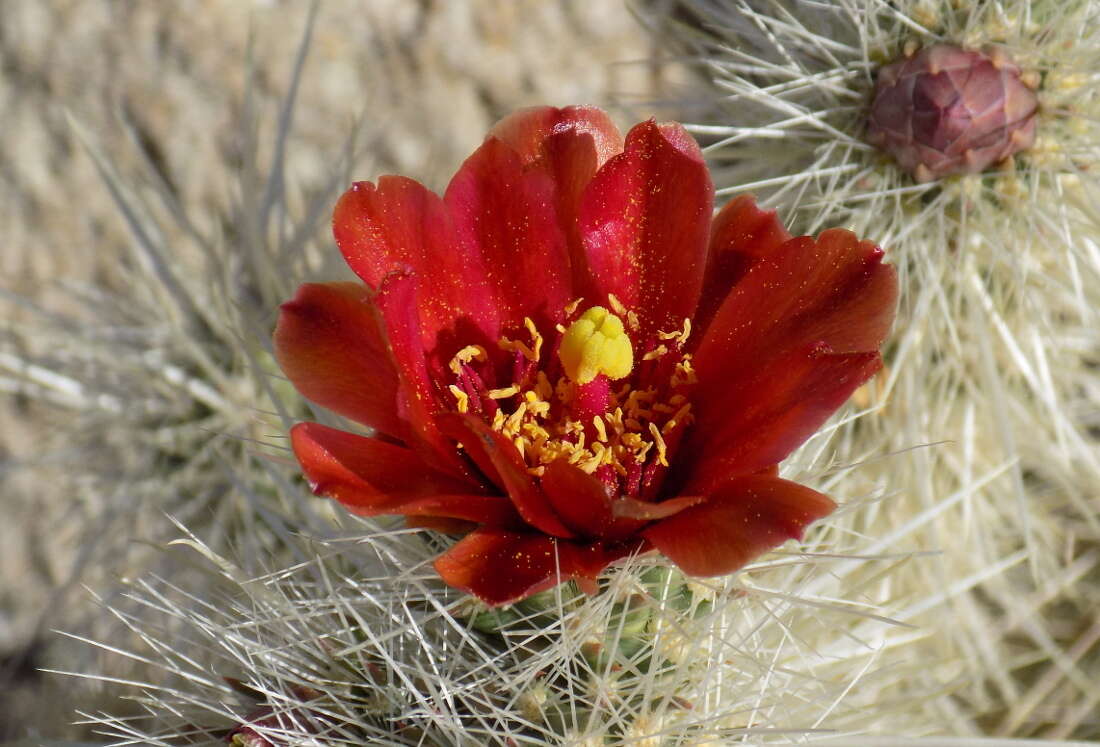 Image de <i>Cylindropuntia chuckwallensis</i>