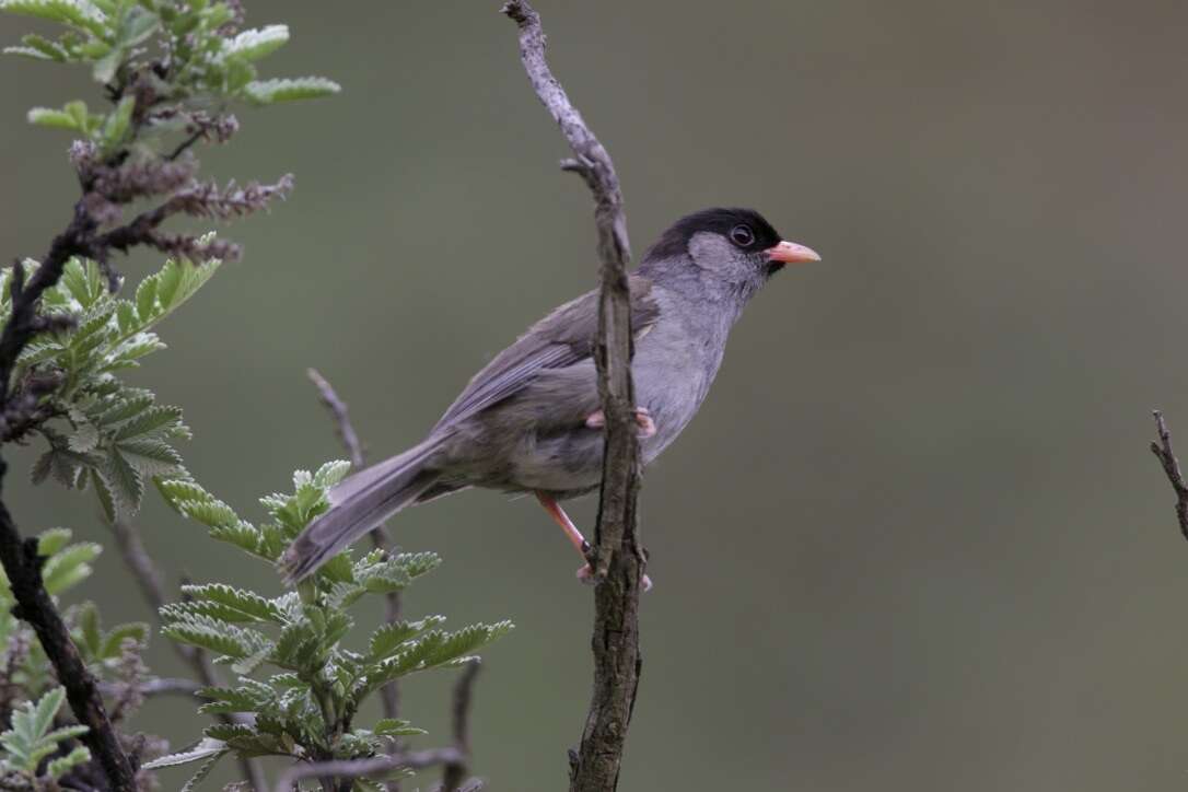 Image of Sylvia nigricapilla (Vieillot 1818)