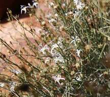 Image of Wahlenbergia magaliesbergensis Lammers