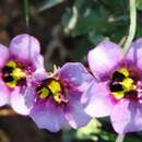 Imagem de Diascia cardiosepala Hiern