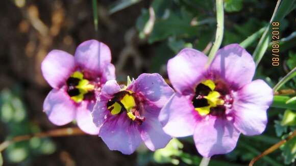 Image of Diascia cardiosepala Hiern