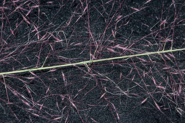 Image of hairawn muhly