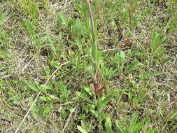 Image of Gypsophila altissima L.