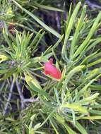 Image of Eremophila oldfieldii subsp. angustifolia (S. Moore) Chinnock