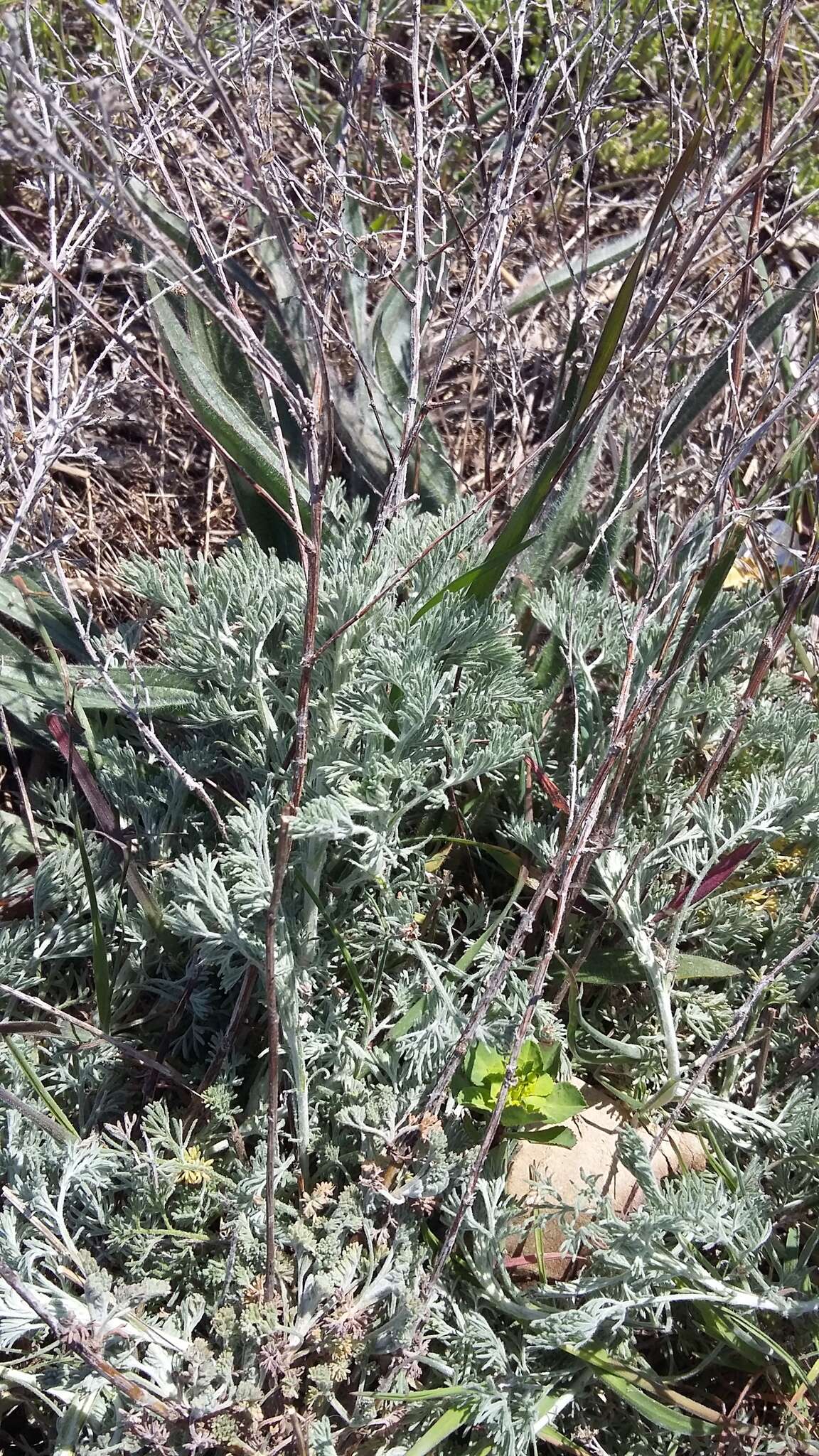 Image of Artemisia taurica