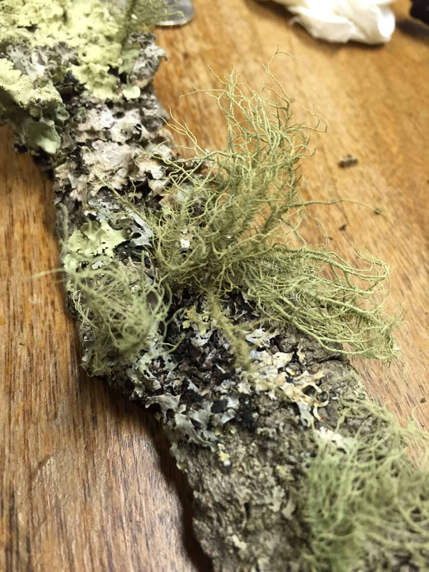 Image of Bloody beard lichen;   Beard lichen