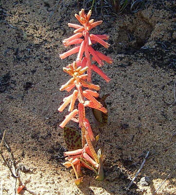 Image of Lachenalia punctata Jacq.