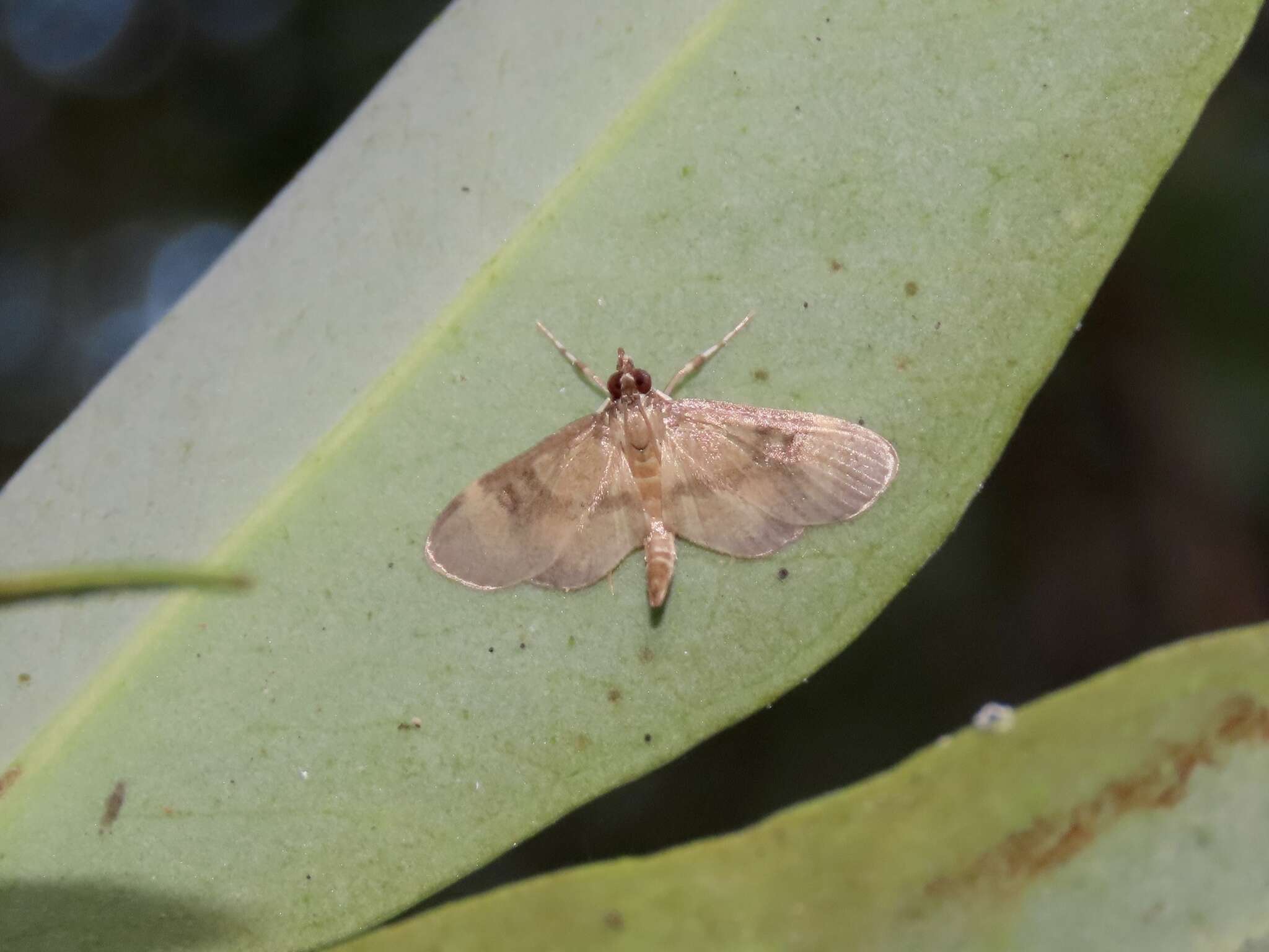 Plancia ëd Lygropia fusalis Hampson 1904