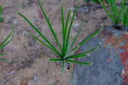 Imagem de Albuca viscosa L. fil.