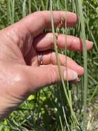 Image of Prairie sedge