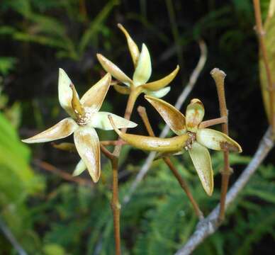 Image of Marila dissitiflora Wright