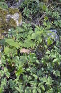 Image de Ranunculus cassubicus L.