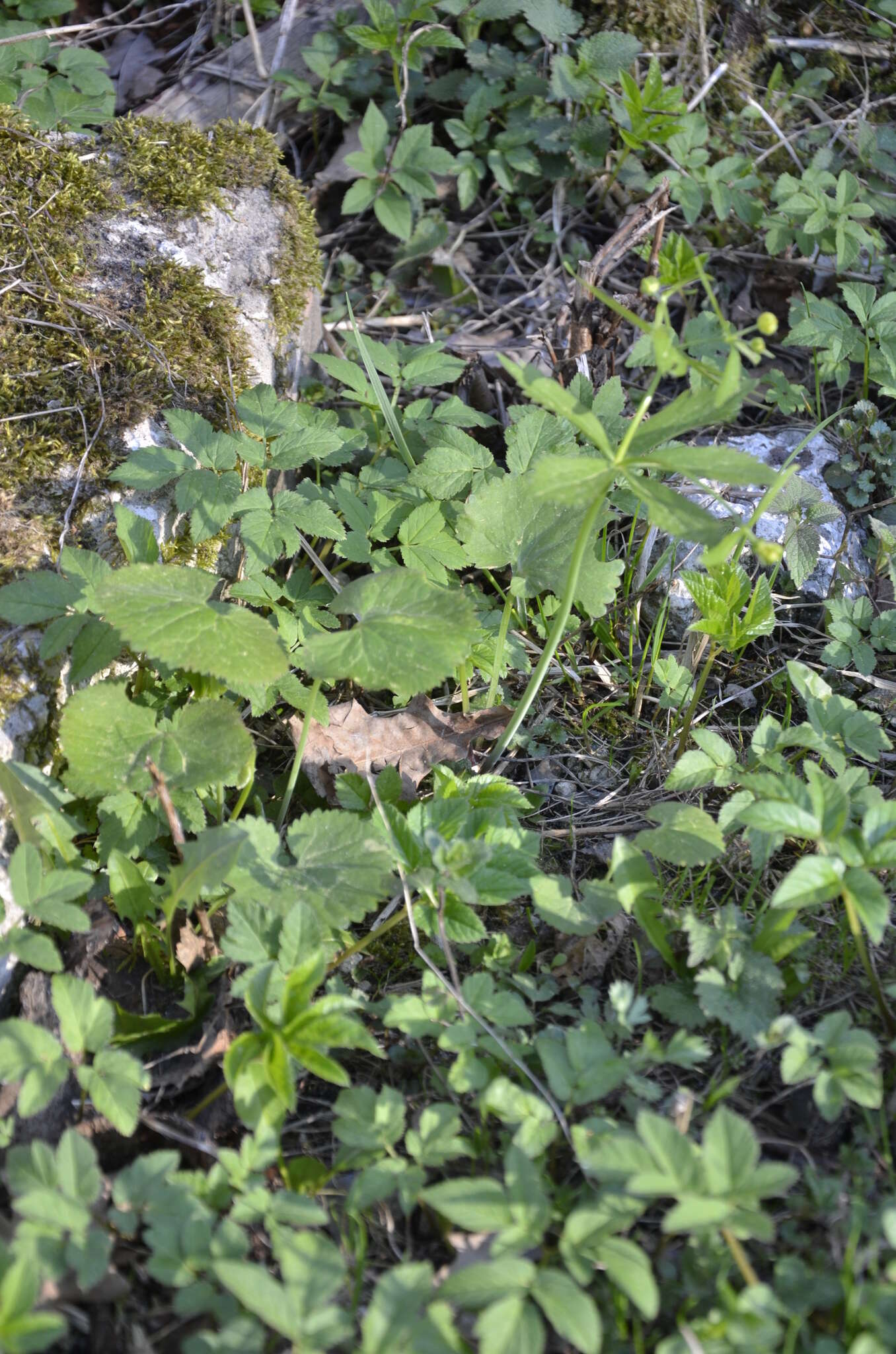 Image de Ranunculus cassubicus L.