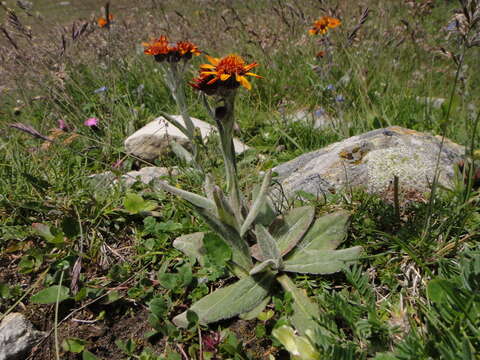 Image of Tephroseris integrifolia subsp. capitata (Wahlenb.) B. Nord.