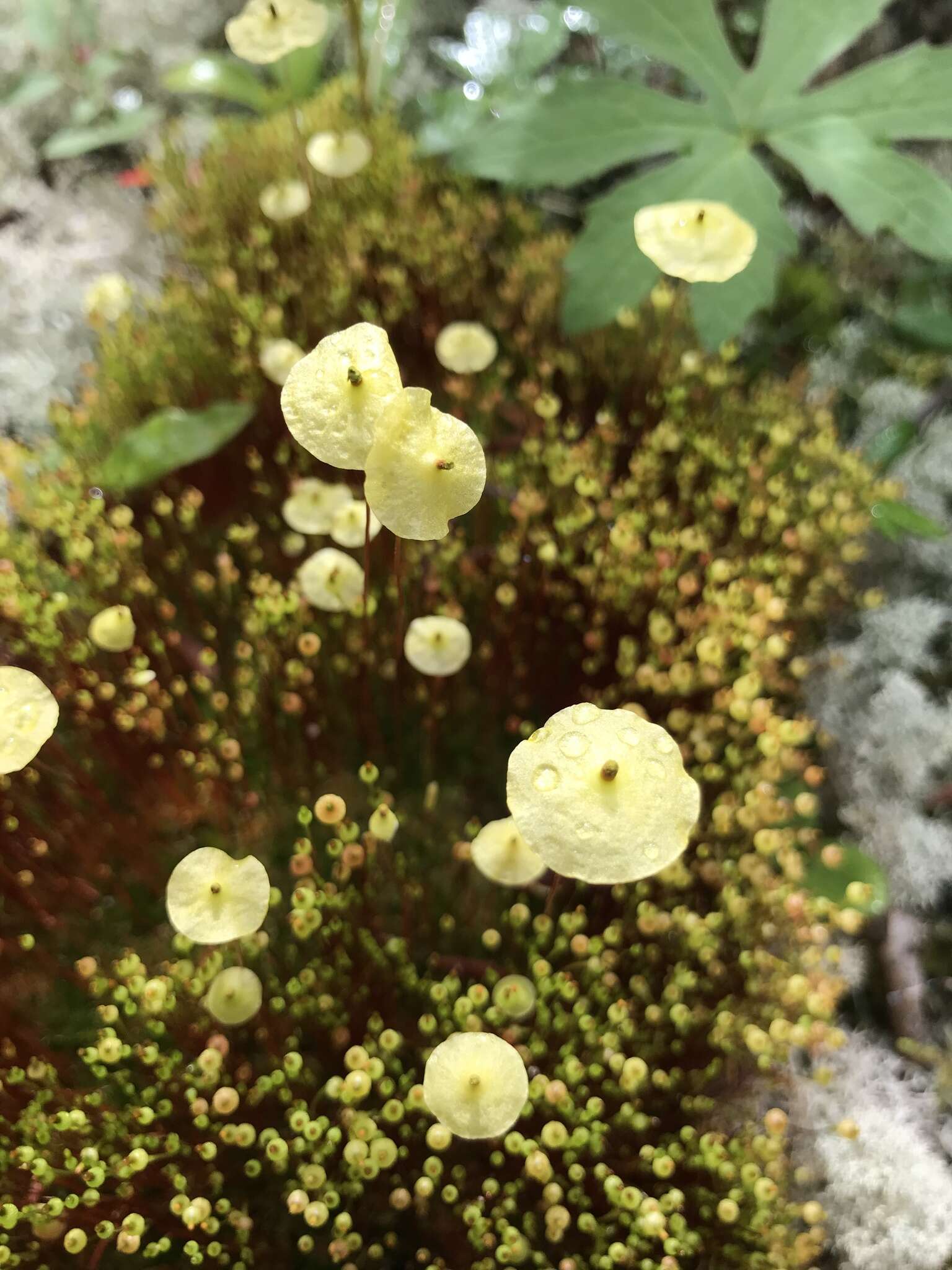 Image of yellow moosedung moss