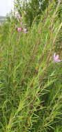 Image de Epilobium dodonaei Vill.