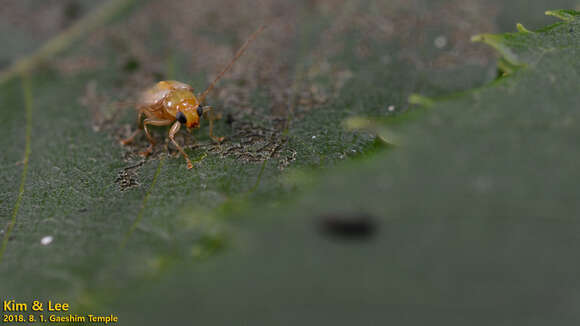 Image of <i>Monolepta shirozui</i>