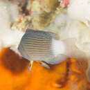 Image of Sabah dottyback