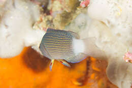 Image of Sabah dottyback