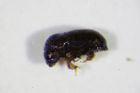 Image of <i>Cryphalus piceae</i> Wood & Bright 1992