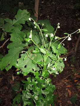 Image of nodding rattlesnakeroot