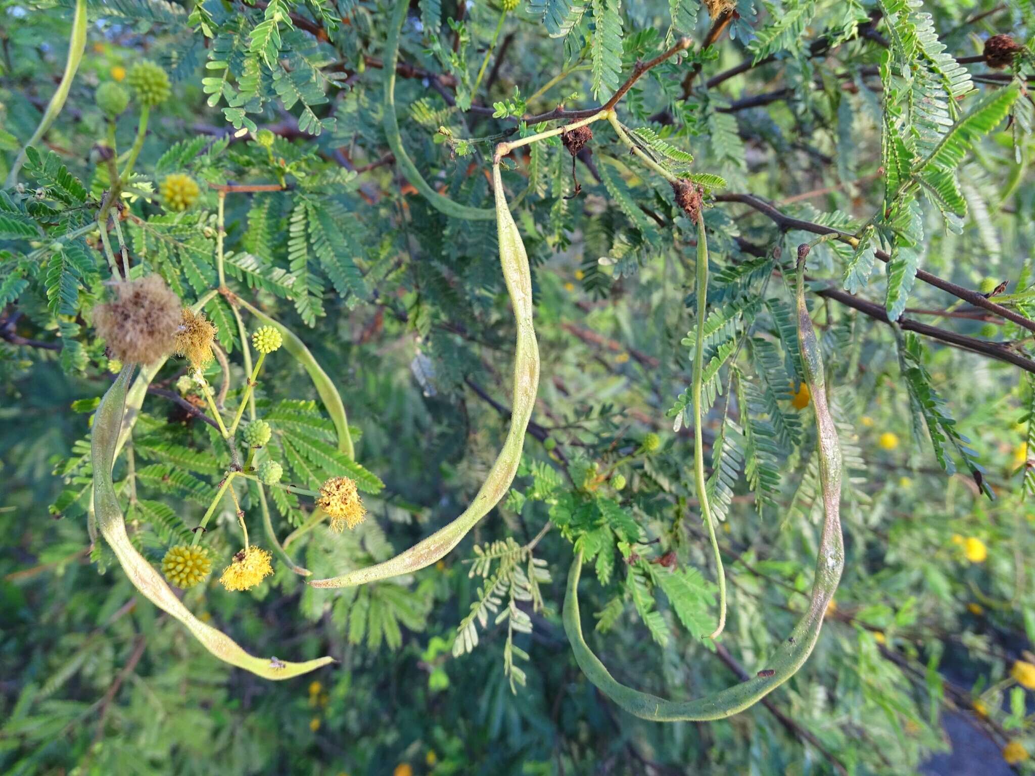 Image of Vachellia hockii (De Wild.) Seigler & Ebinger