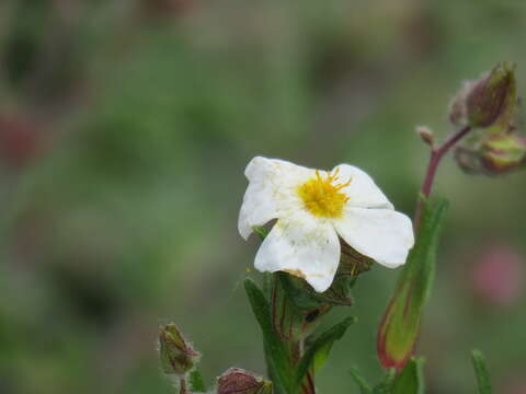 Imagem de Cistus monspeliensis L.