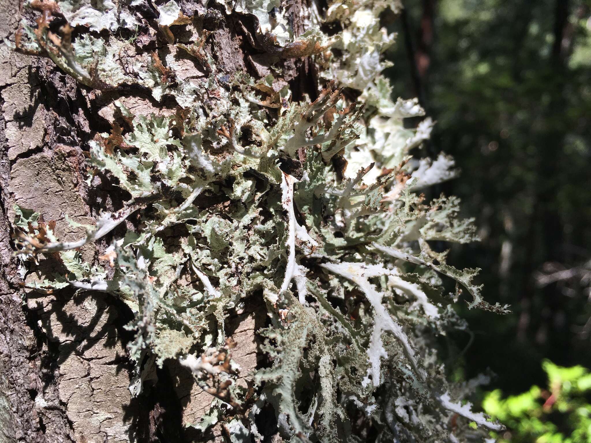 Image of Herre's ragged lichen