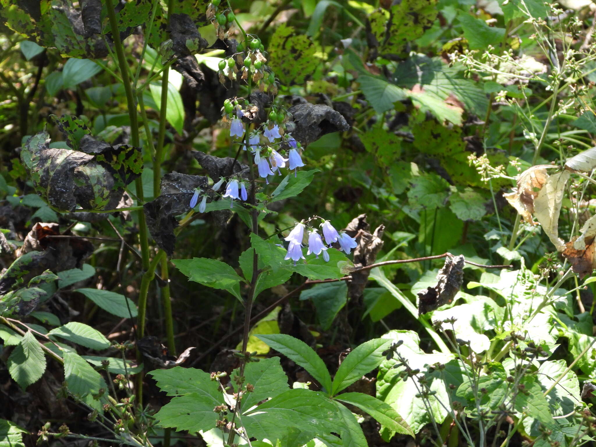 Imagem de Adenophora pereskiifolia (Fisch. ex Schult.) G. Don