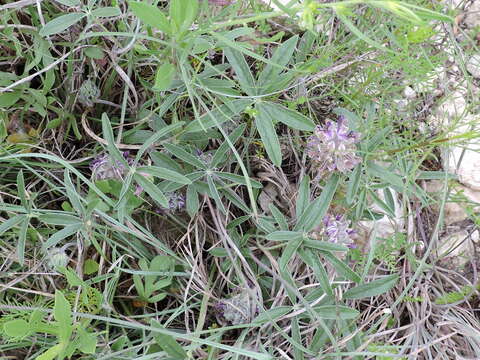 Image of subterranean Indian breadroot