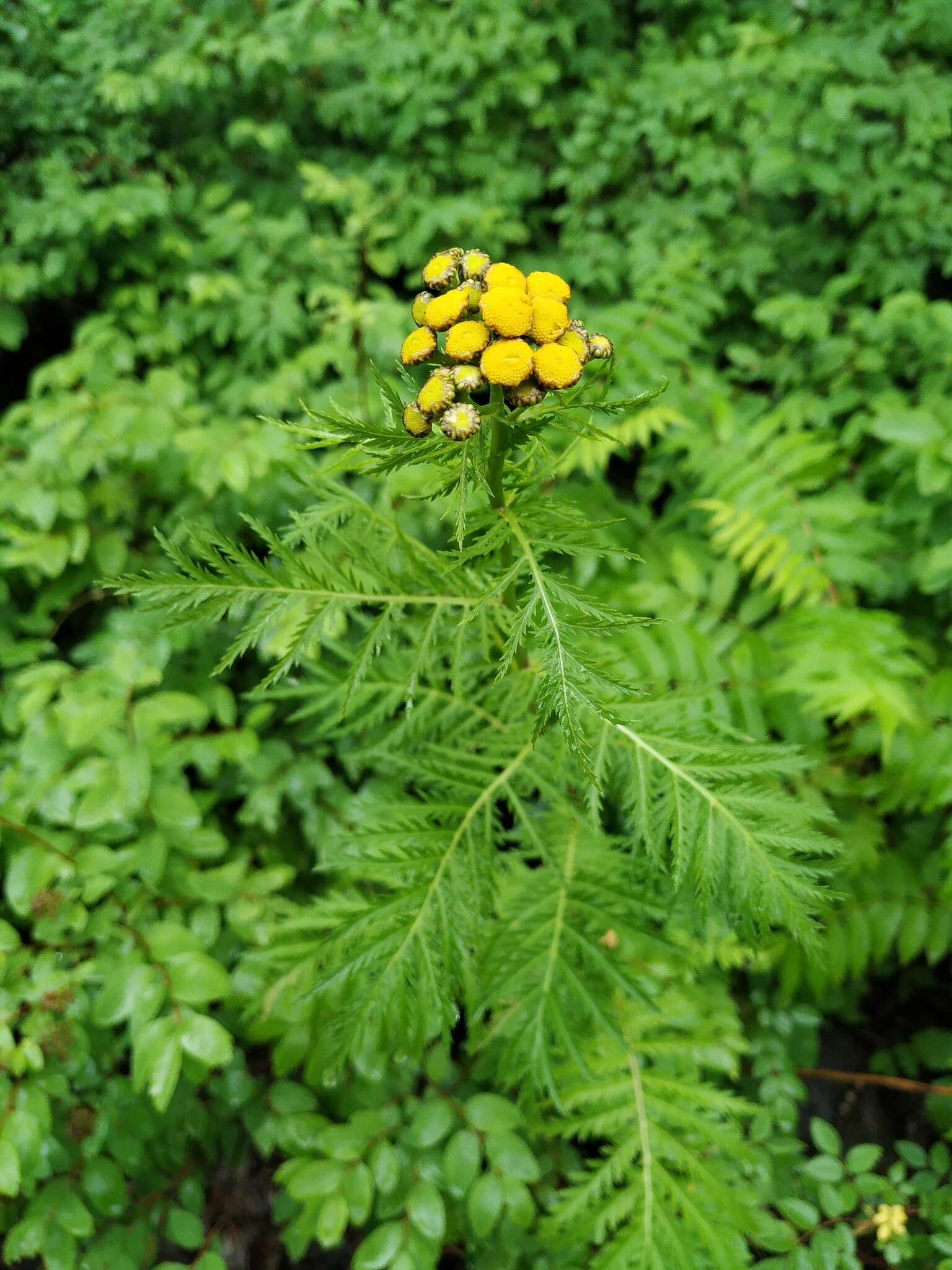 Image of Tanacetum vulgare subsp. boreale (Fisch. ex DC.) A 1975