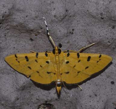 Image of Phaedropsis stictigramma Hampson 1912