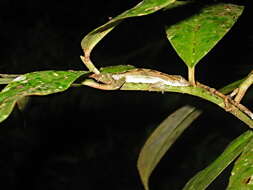 Image of Anolis osa Köhler, Dehling & Köhler 2010