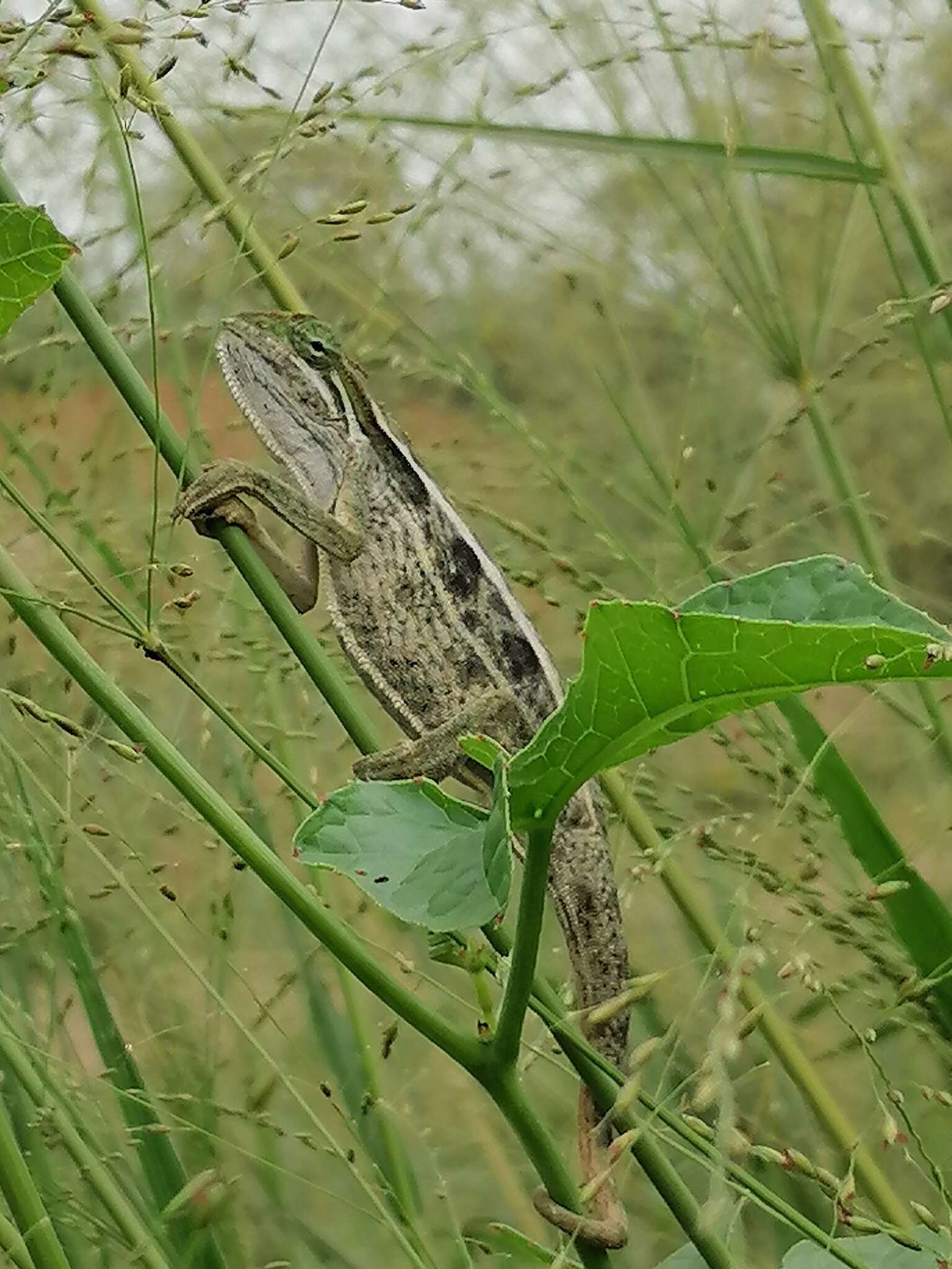 Plancia ëd Trioceros ellioti (Günther 1895)