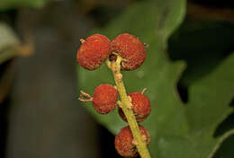 Image of kamala tree