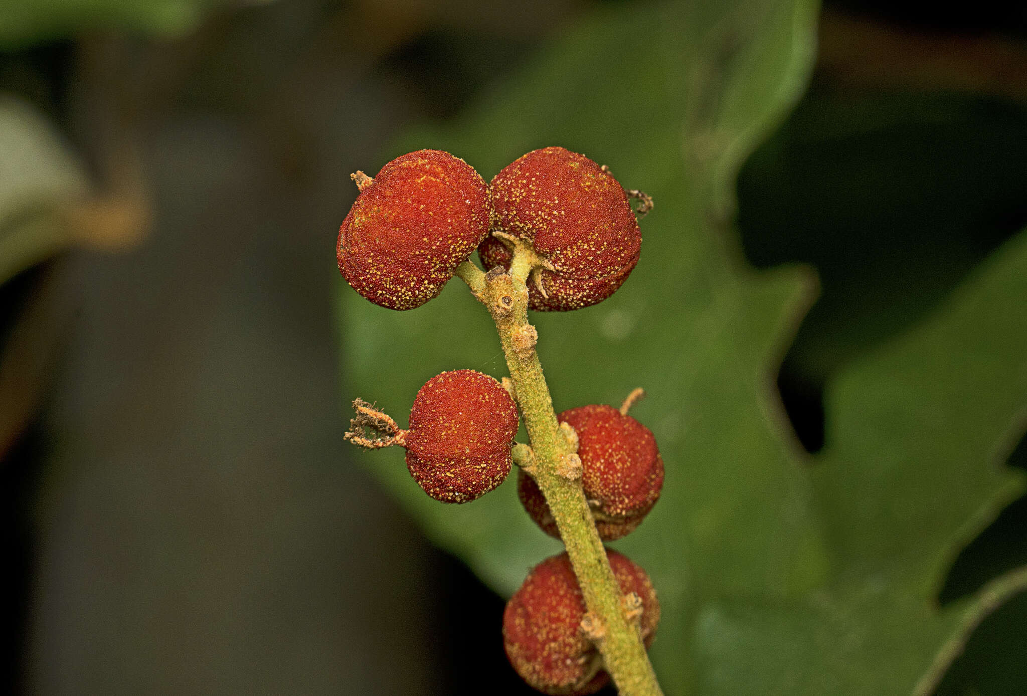 Image of kamala tree