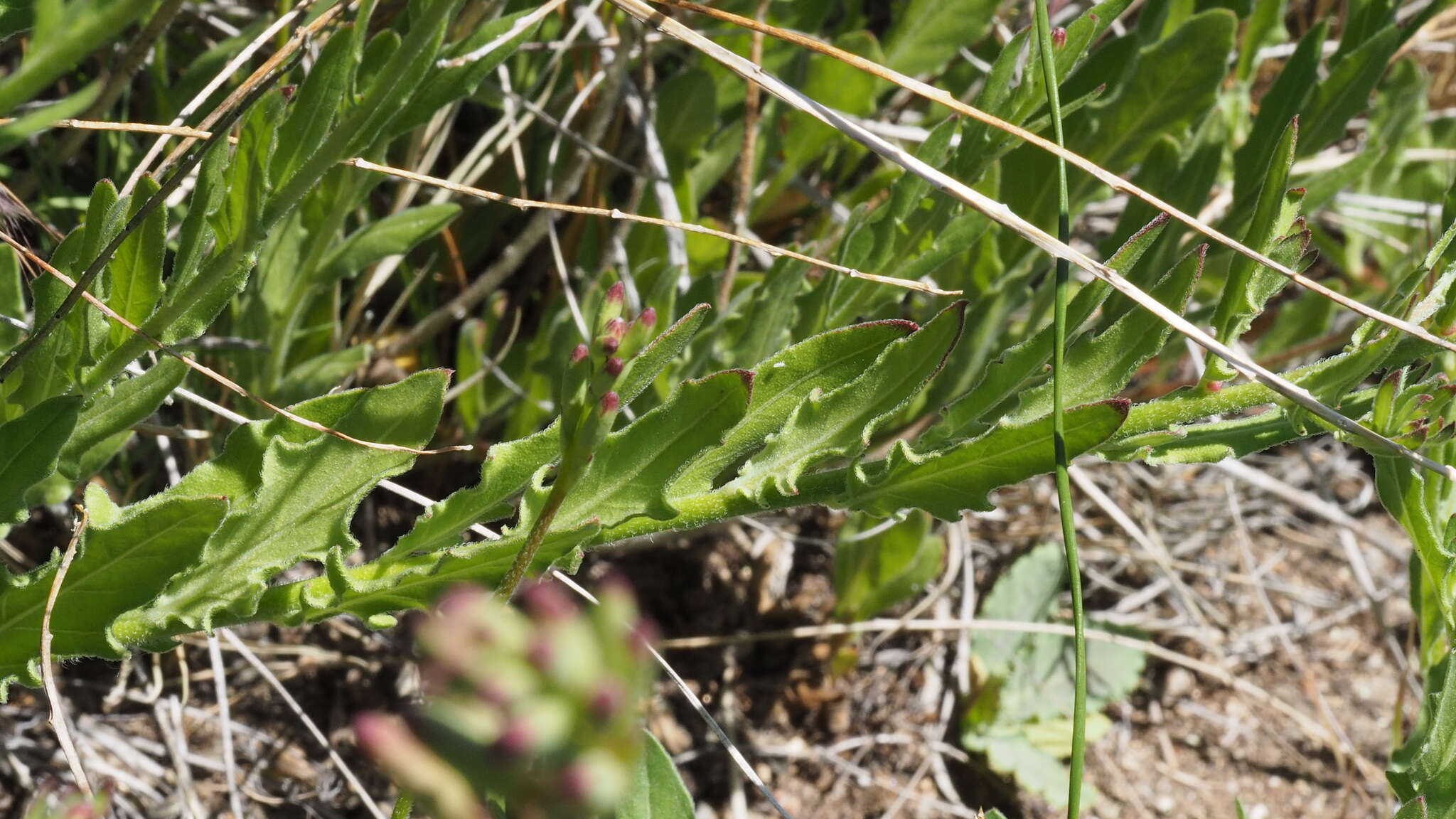 Oenothera hispida (Benth.) W. L. Wagner, Hoch & Zarucchi resmi