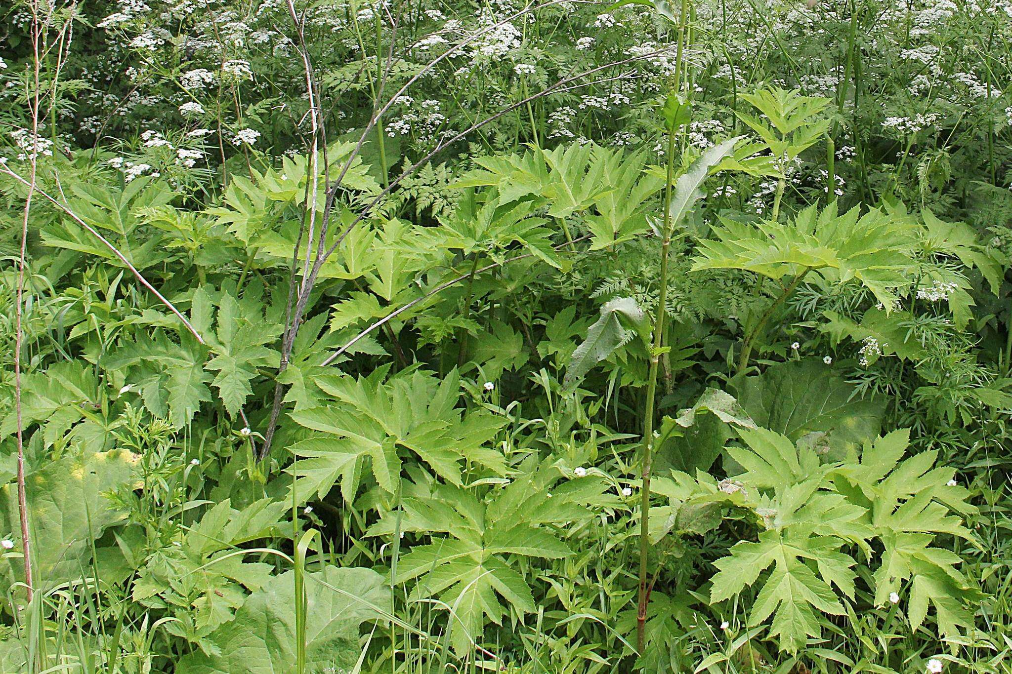 Image of Heracleum dissectum Ledeb.