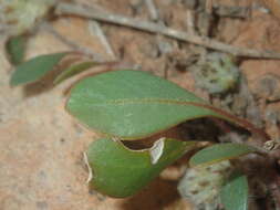 Ptilotus aervoides (F. Müll.) F. Müll.的圖片