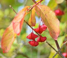 Imagem de Euonymus latifolius (L.) Mill.