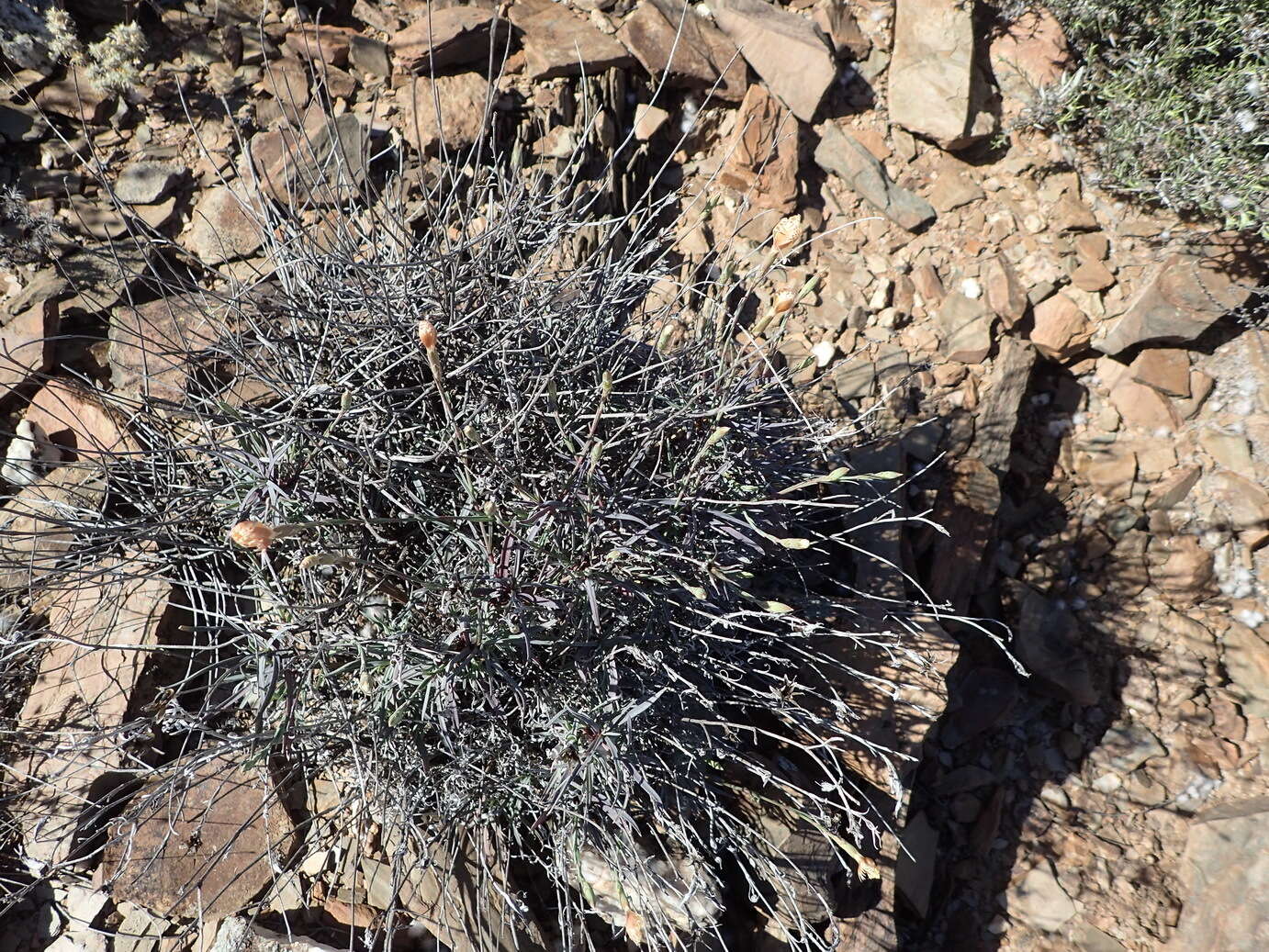 Image of Dianthus namaensis Schinz