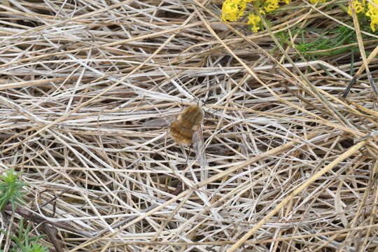 Image of Heath bee-fly