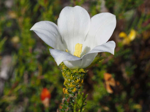 Image of Roella ciliata L.