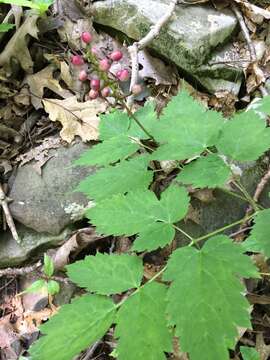 Слика од Actaea ludovici B. Boiv.