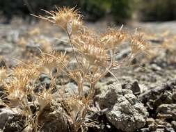 Image de Eriastrum abramsii (Elmer) Mason