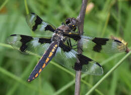 Libellula forensis Hagen 1861 resmi