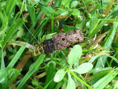 Image of Gold-and-brown Rove Beetle