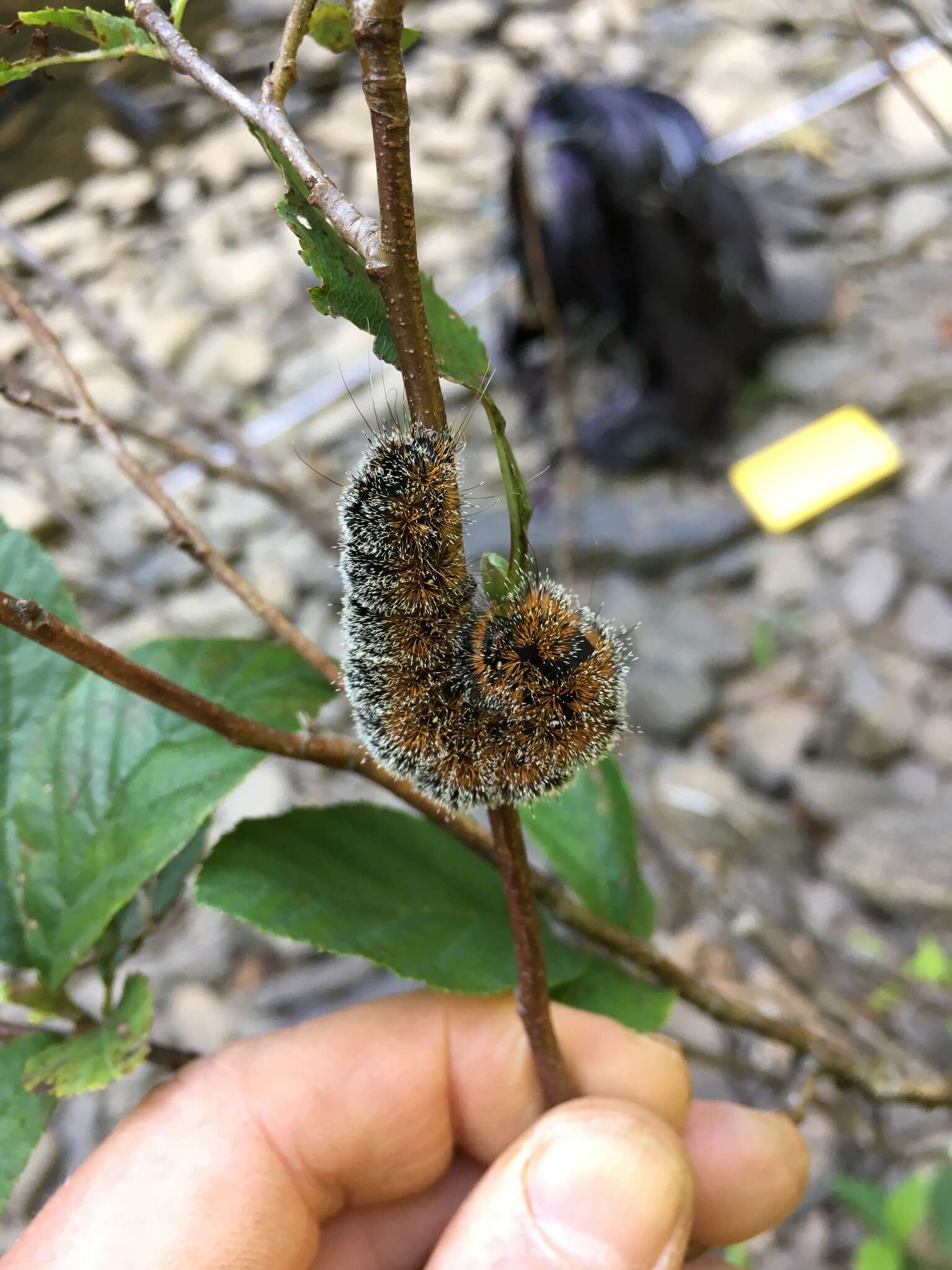 Acronicta hastulifera Smith & Abbot 1797的圖片