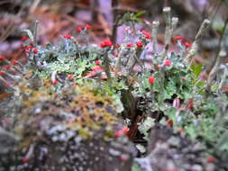 Image of cup lichen