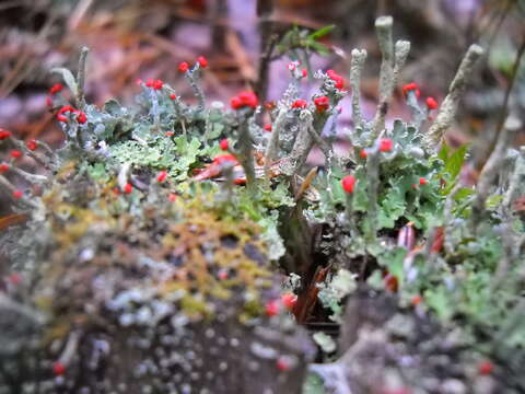 Image de Cladonia cristatella Tuck.